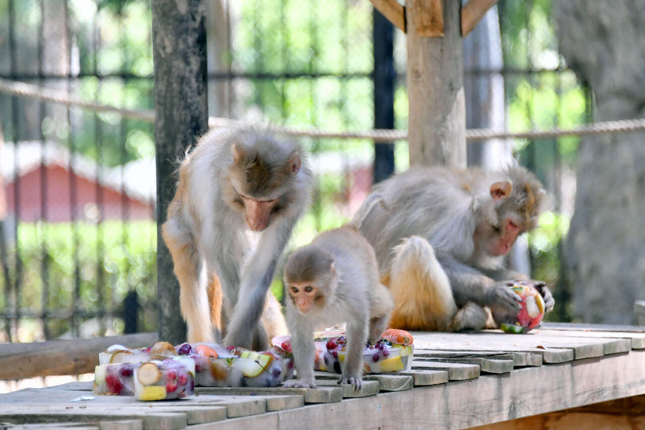 Tarsus Doğa Parkı'nda lemurlar buzlu meyve kokteyliyle serinliyor 2